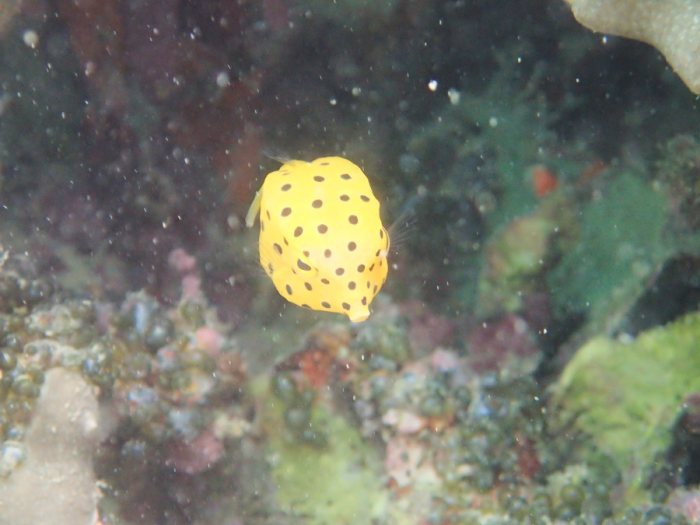 Ostracion cubicus