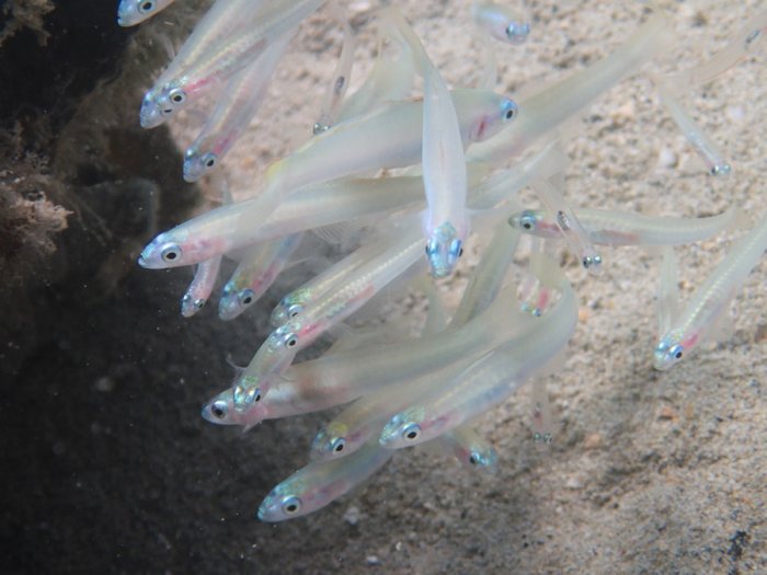 Ptereleotris microlepis