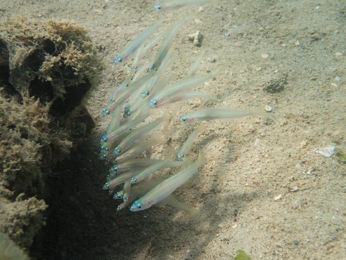 Ptereleotris microlepis