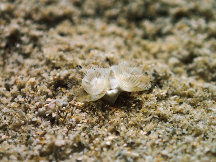 Phoronopsis sp.