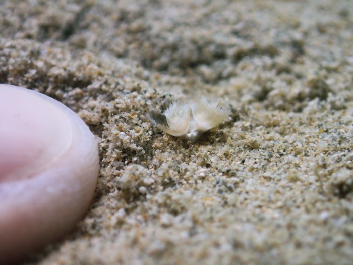 Phoronopsis sp.