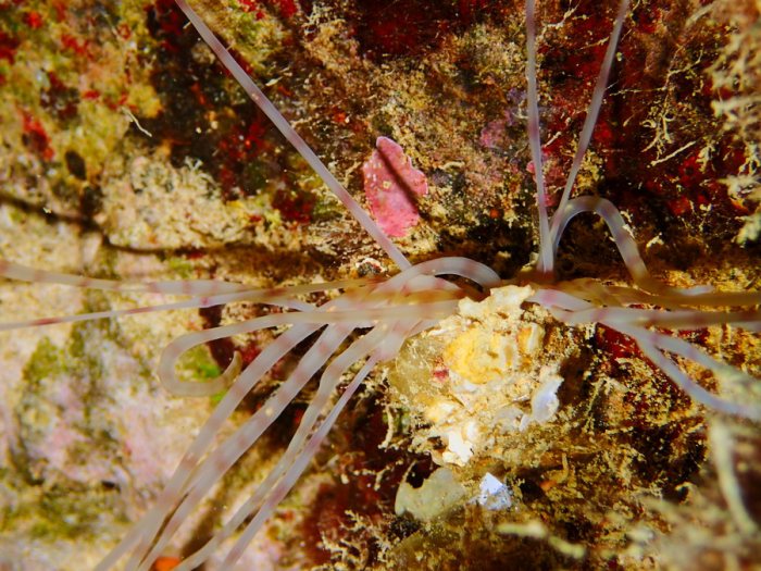 Loimia medusa