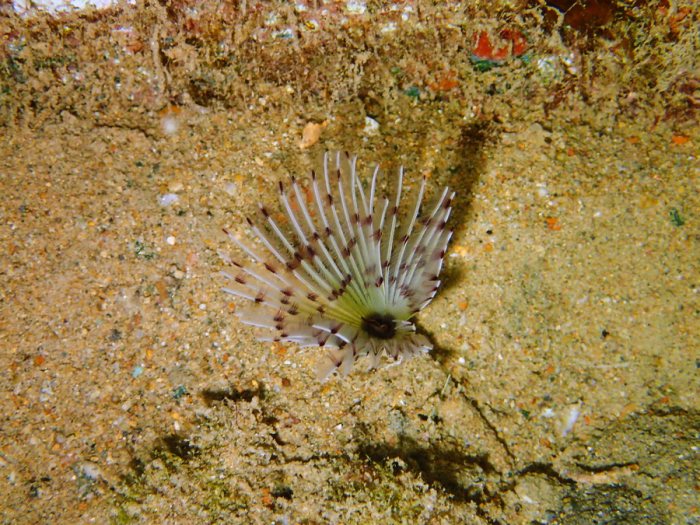 Sabellidae sp.