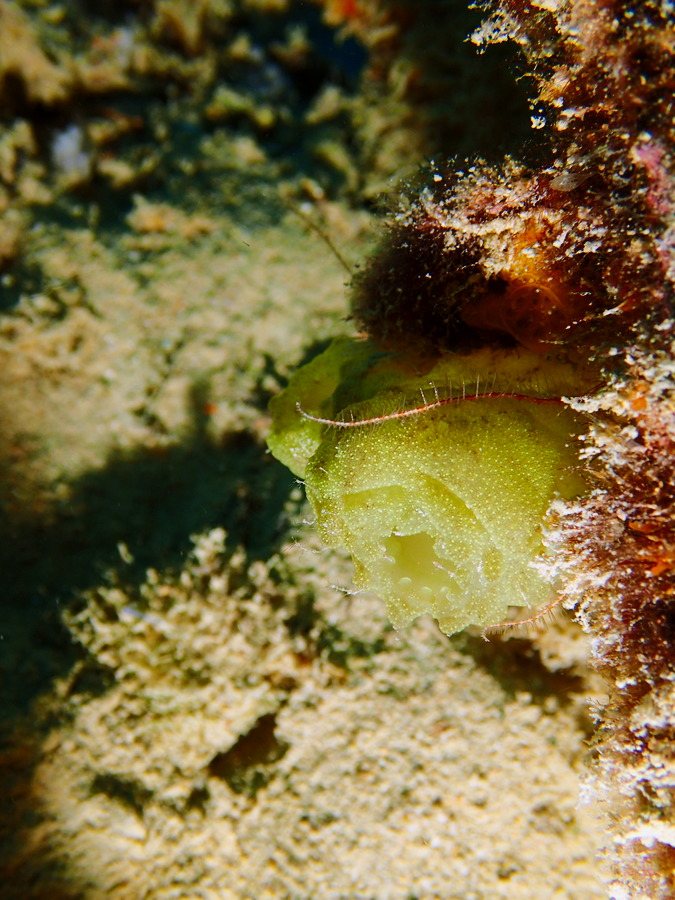 Pallusia julinea