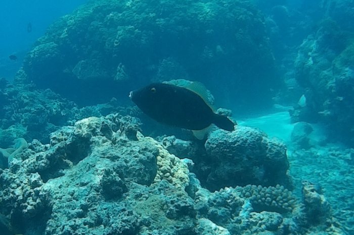 Cantherhines dumerilii