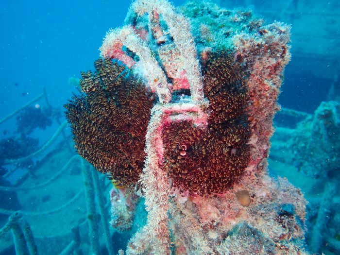 Sabellastarte sp.