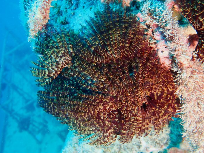 Sabellastarte sp.