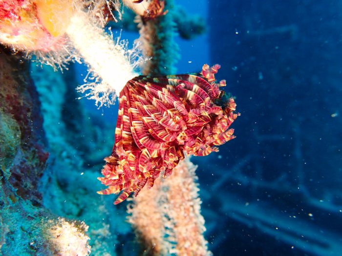Sabellastarte sp.