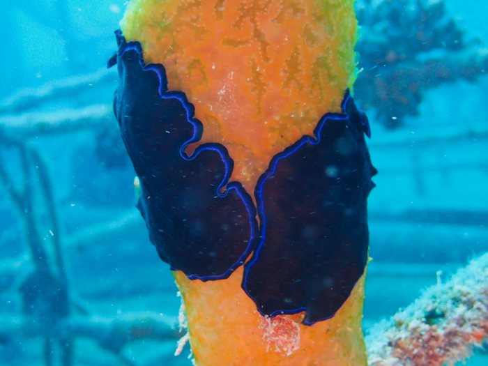 Pseudoceros sapphirinus