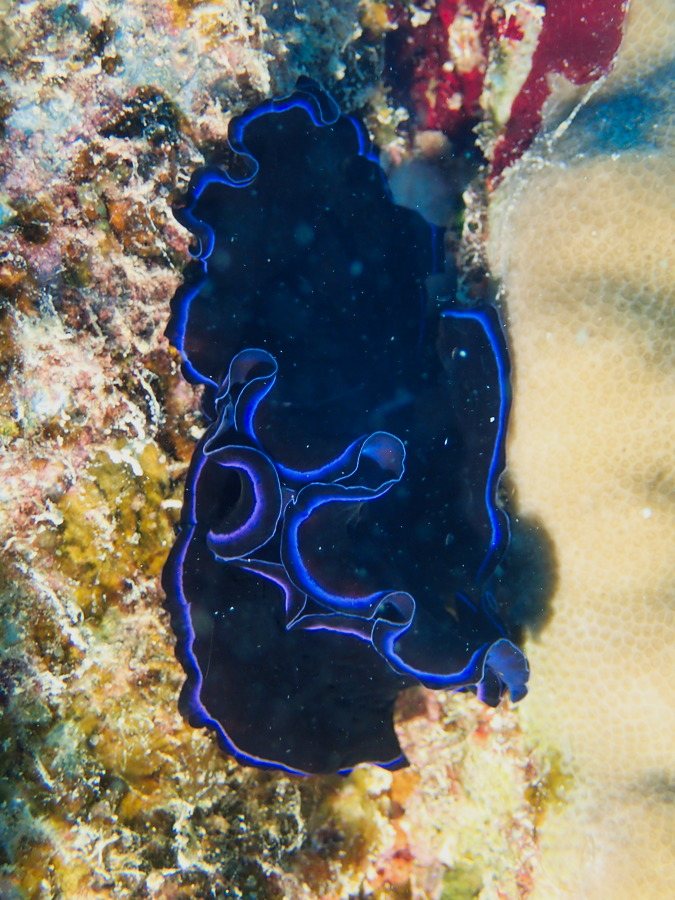 Pseudoceros sapphirinus