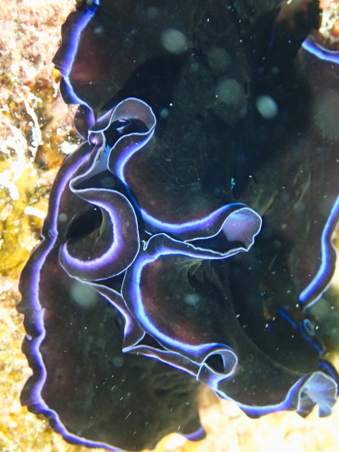 Pseudoceros sapphirinus