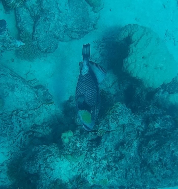 Balistoides viridescens