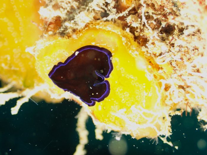 Pseudoceros sapphirinus