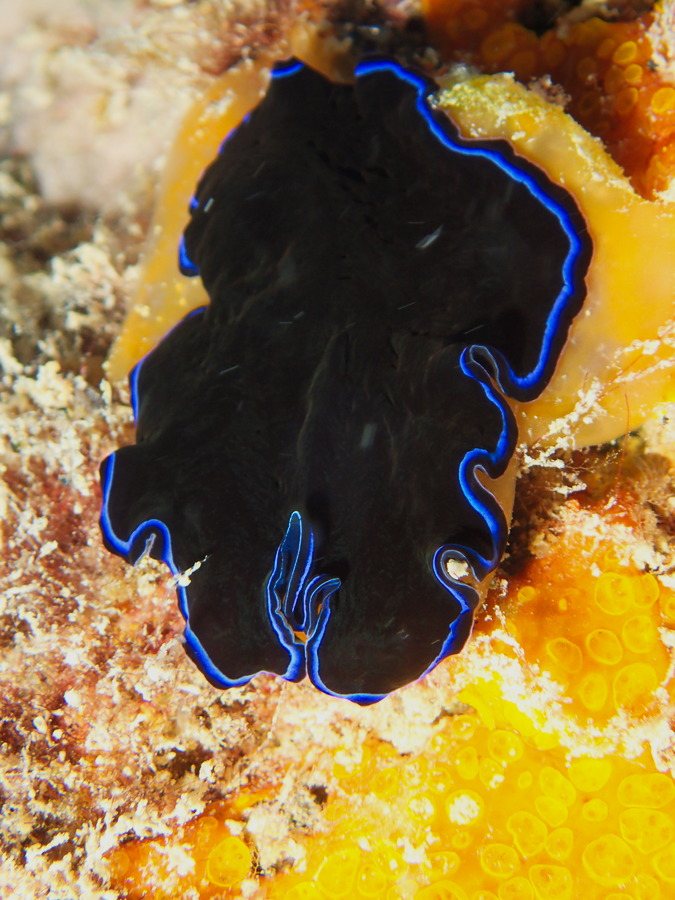 Pseudoceros sapphirinus