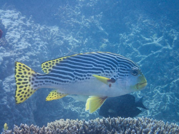 Plectorhinchus lineatus