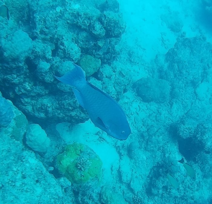 Scarus rubroviolaceus