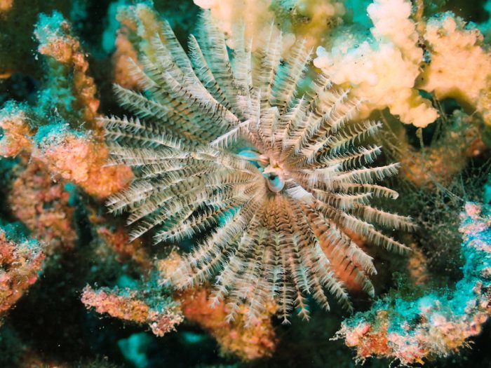 Sabellastarte sp.