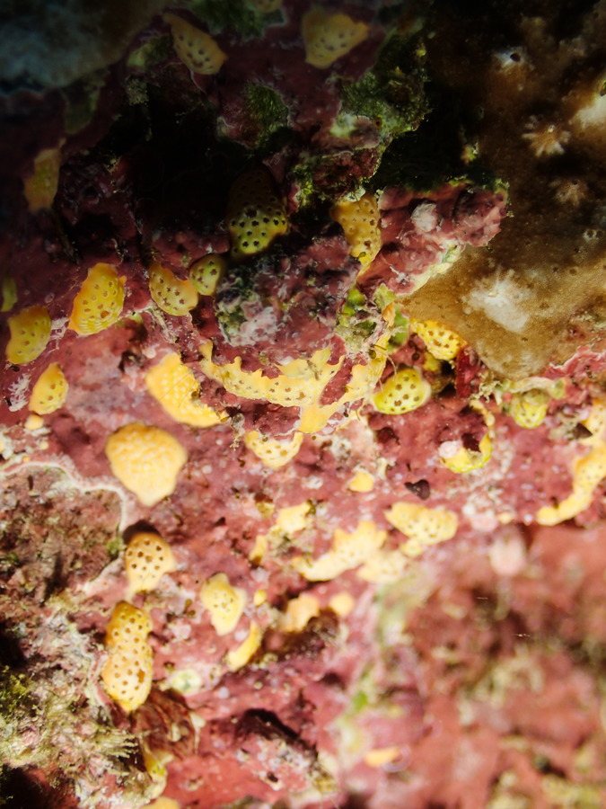 Didemnum sp.