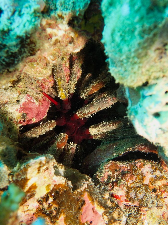Heterocentrotus mammillatus