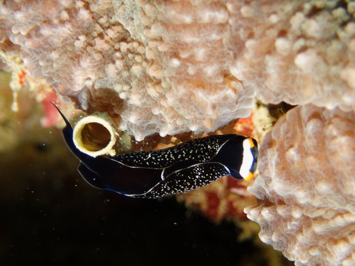 Mariaglaja inornata