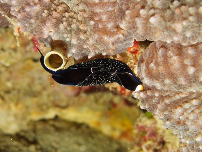 Mariaglaja inornata
