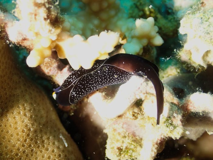 Mariaglaja inornata