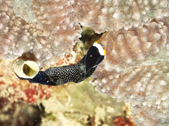 Mariaglaja inornata