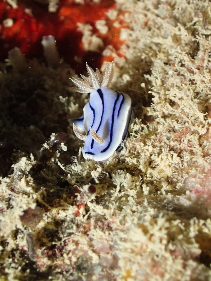 Chromodoris willani