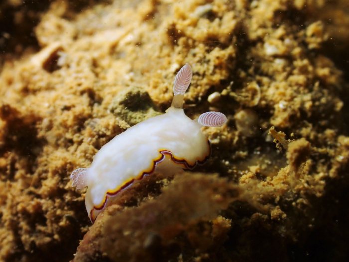 Goniobranchus preciosa
