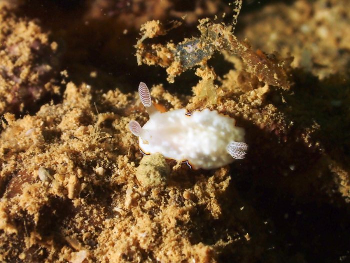 Goniobranchus preciosa