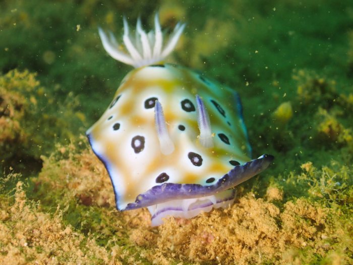Chromodoris leopardus