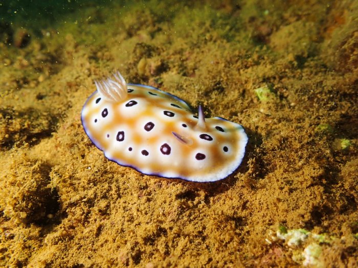 Chromodoris leopardus