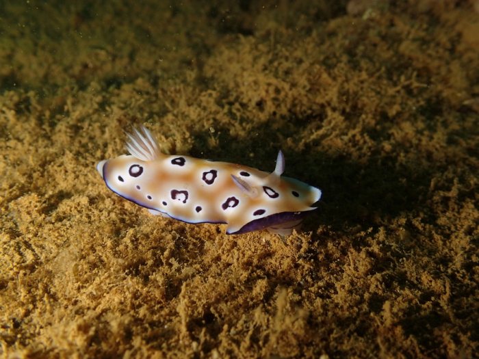 Chromodoris leopardus