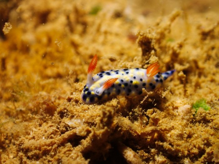 Hypselodoris infucata