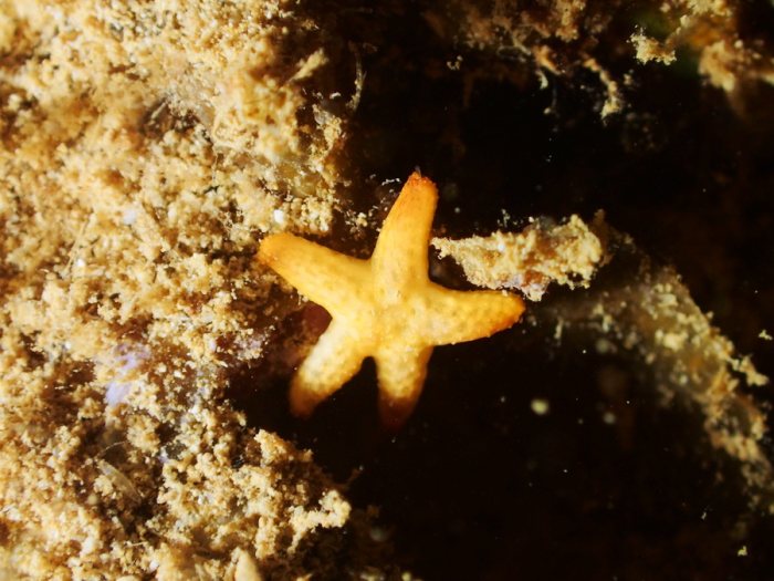 Echinaster luzonicus