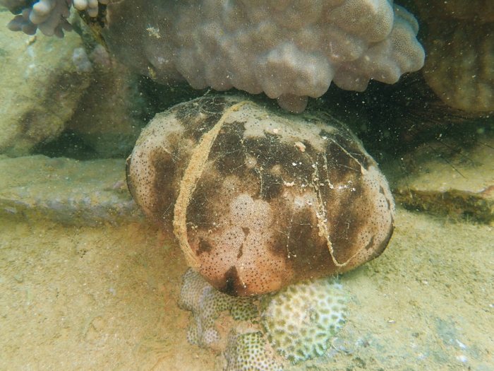 Culcita novaeguineae