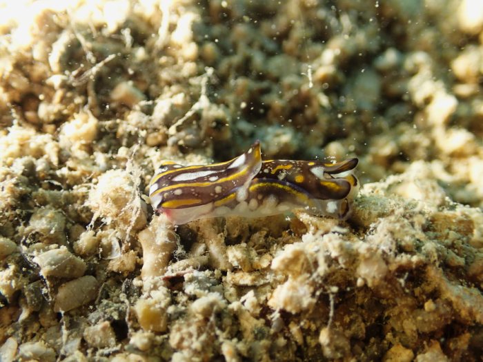 Philinopsis cyanea