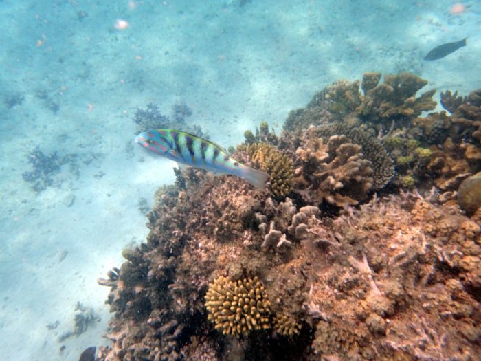 Thalassoma hardwicke