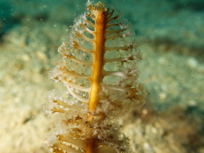 Pennatules