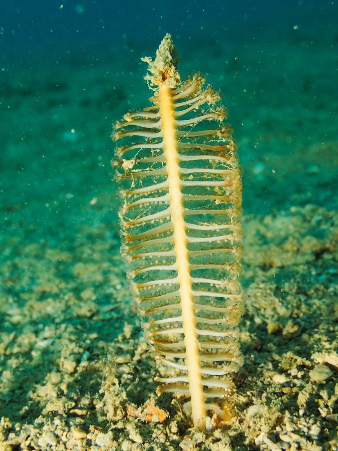 Pennatules