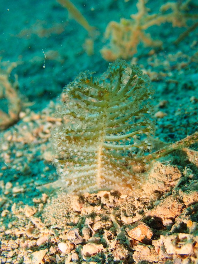 Pennatules