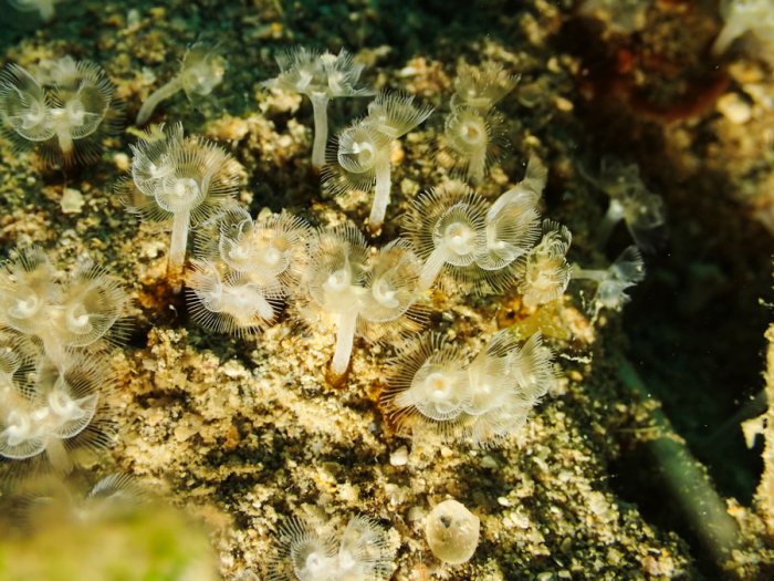 Phoronopsis sp.
