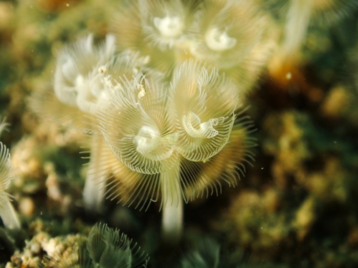 Phoronopsis sp.