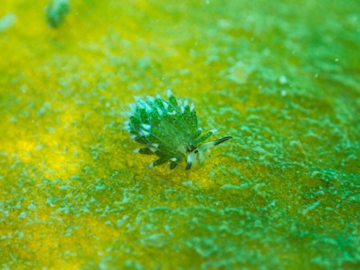 Costasiella sp2