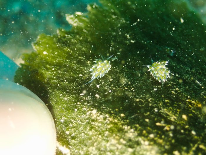 Costasiella sp2