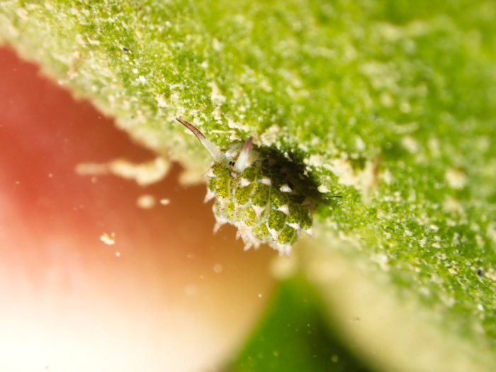 Costasiella sp2