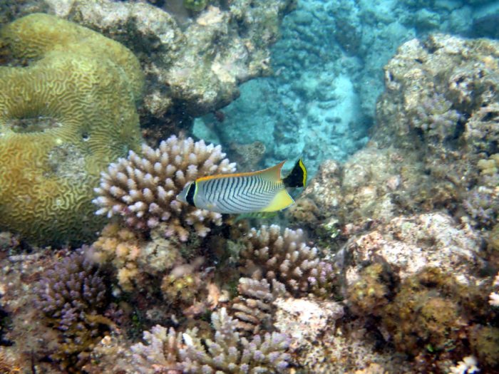 Chaetodon trifascialis