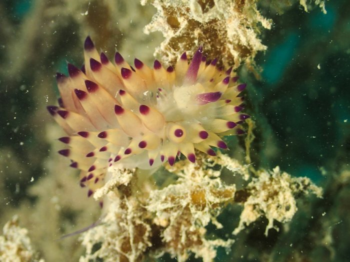 Janolus sp.