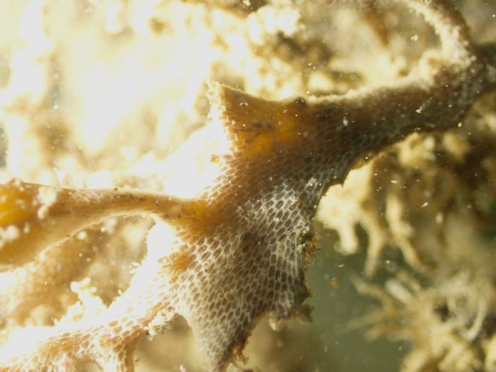 Bryozoaires encroûtants