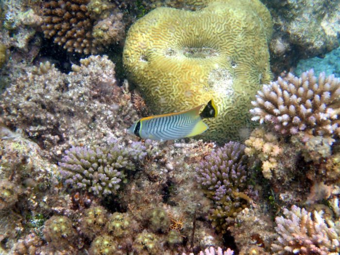 Chaetodon trifascialis